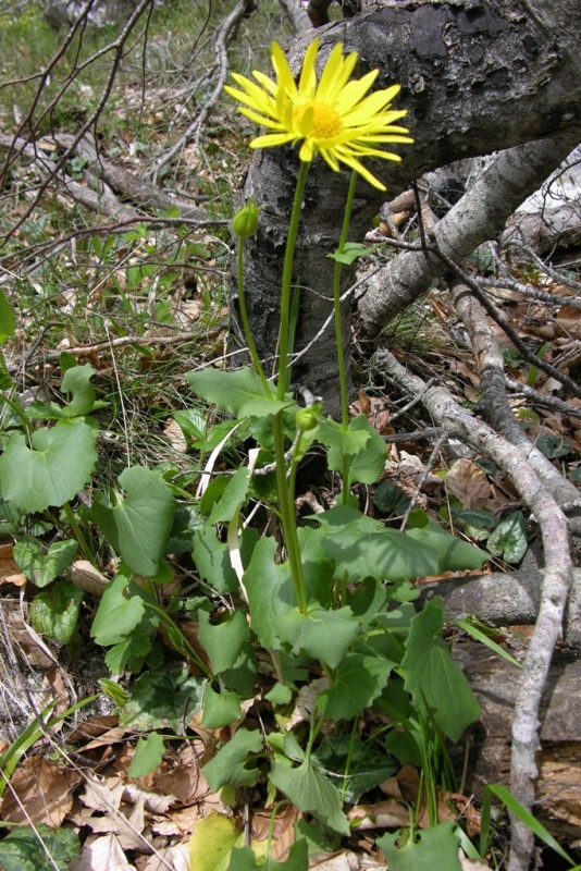 DSCN0371.JPG