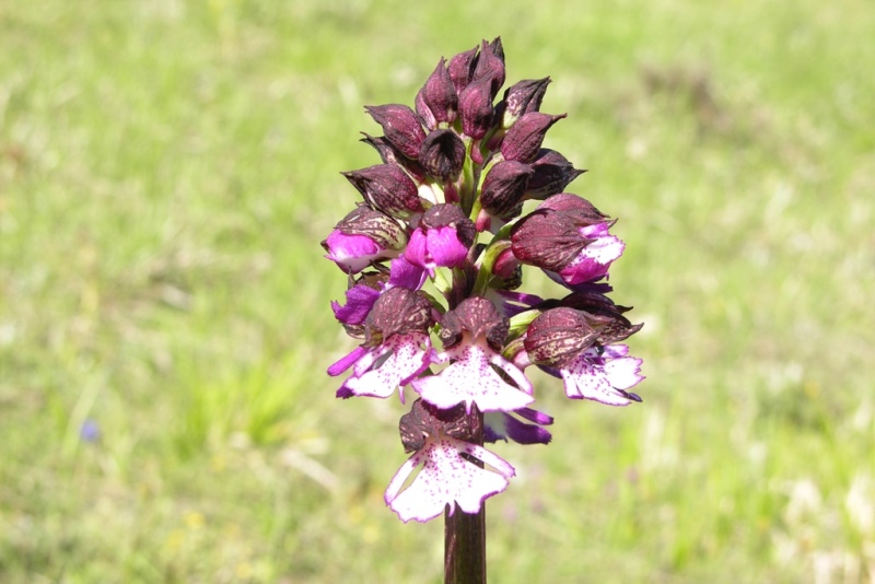 DSCN0496.JPG